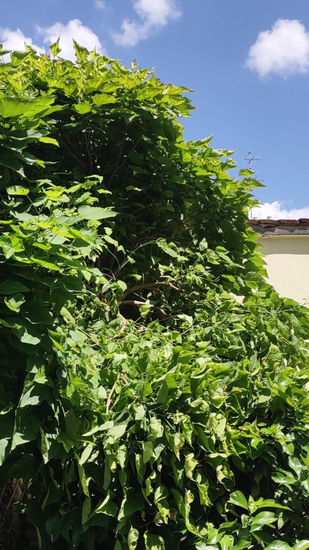Movie Star Apartment With Garden Florencia Exterior foto